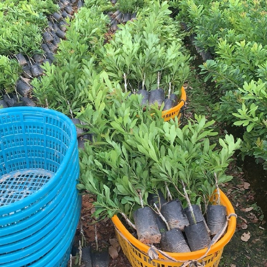 漳州各品种杨梅树，树苗，嫁接苗