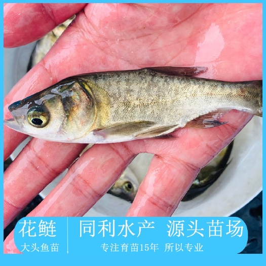 大头鱼鱼苗  苗场直发大头鱼苗花鲢苗鳙鱼苗