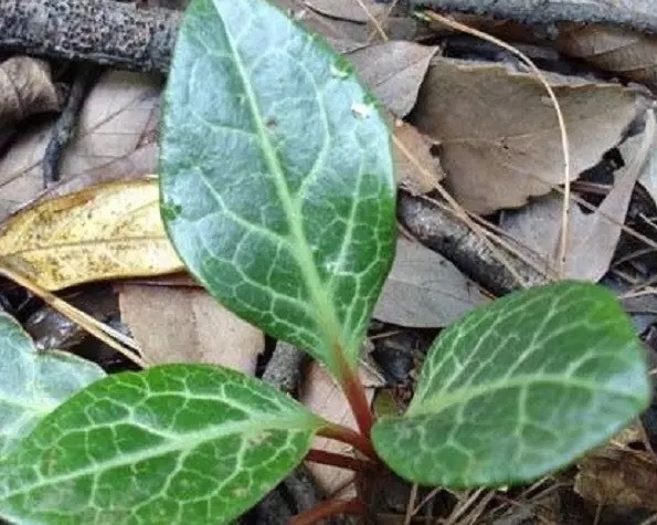 奉节重庆大山中药材鹿含草鹿蹄草紫背金牛草鹿衔草鹿寿茶室内外盆栽