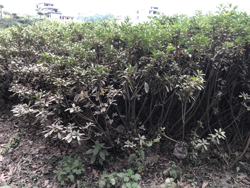  毛杜鹃工程苗处理 高度70.80.冠幅50.60毛杜鹃树苗