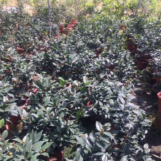 佛山赤丹 大量供各品种各规格茶花、桂花