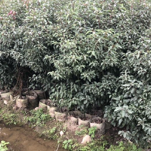 永春县香樟小苗 香樟小苗基地 香樟容器苗 香樟小苗大量供应 樟树苗
