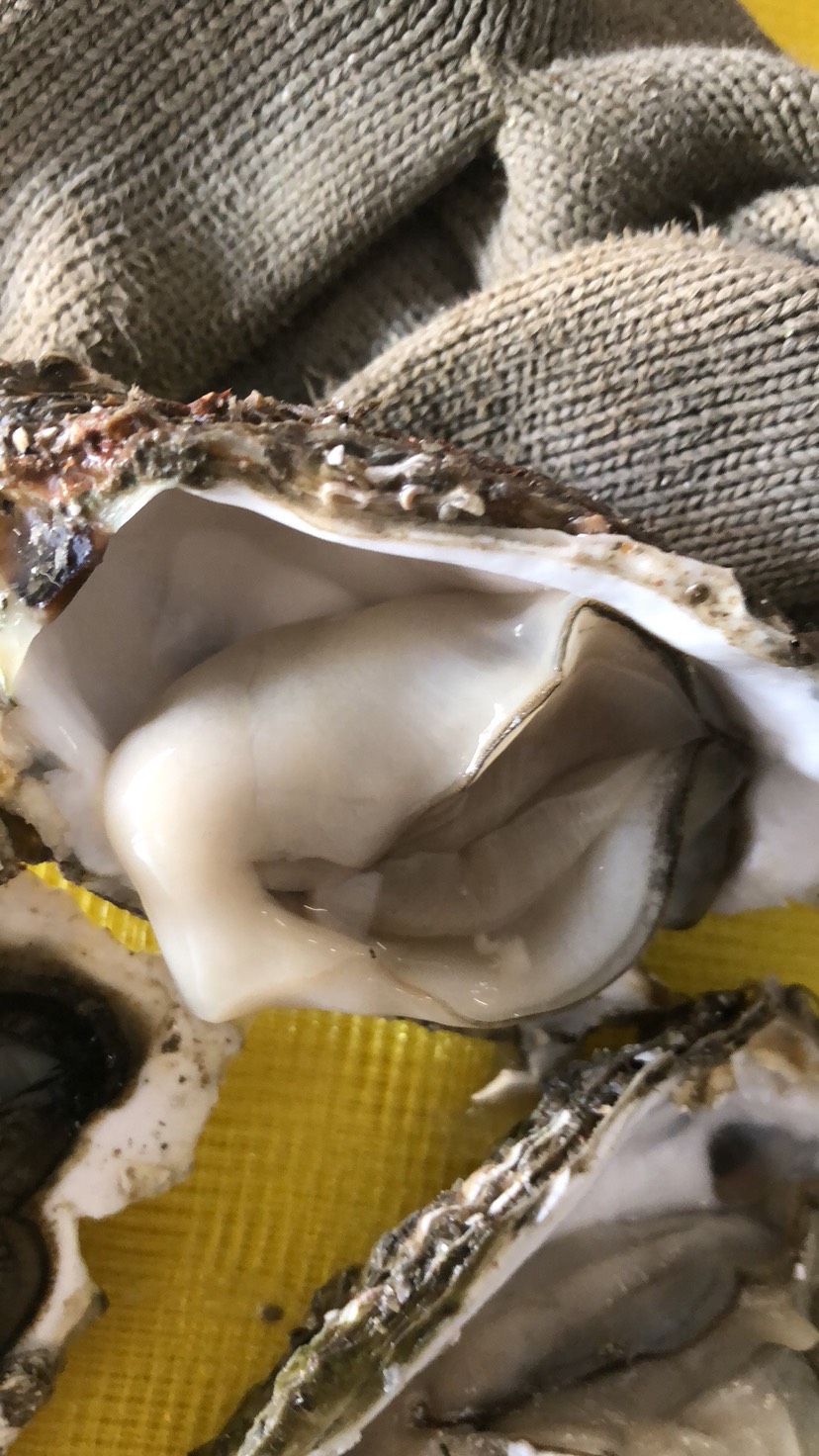 三倍体牡蛎，深海生蚝，当天现割现发