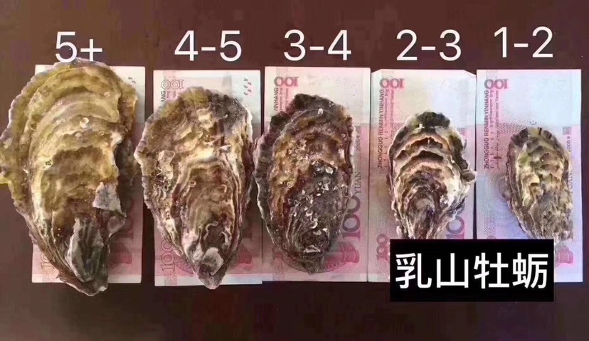 乳山市乳山牡蛎 山东正宗乳山生蚝