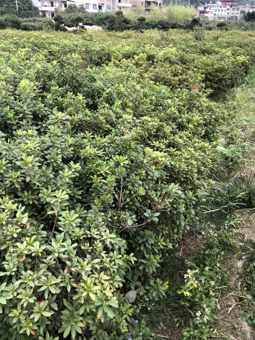  毛杜鹃工程苗处理 高度70.80.冠幅50.60毛杜鹃树苗