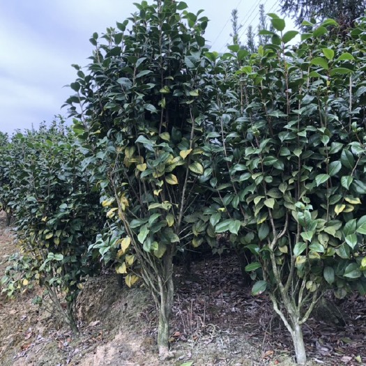 永春县茶花 茶花工程苗 绣球茶花大量供应 福建茶花基地4.5.6分