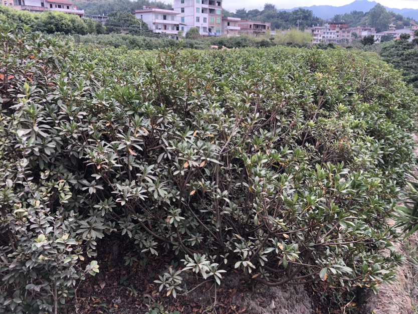  毛杜鹃工程苗处理 高度70.80.冠幅50.60毛杜鹃树苗