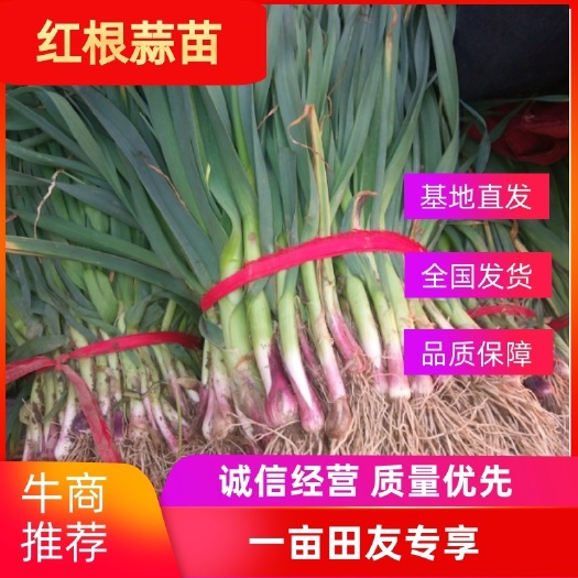 镇平县四川红根蒜苗，产地直销，货源充足，全国发货。