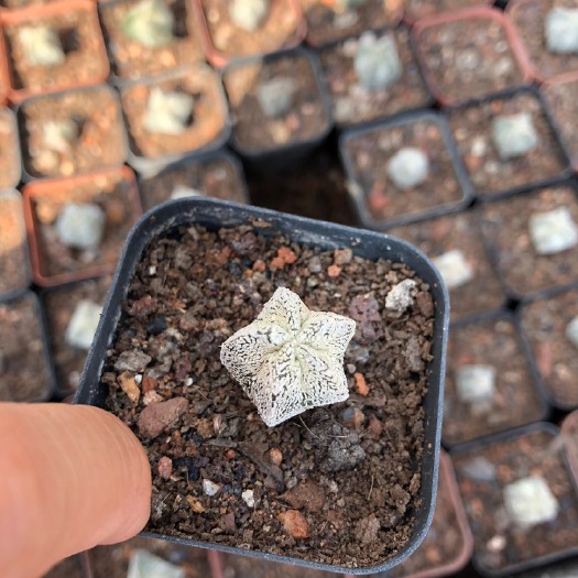 长沙仙人球 