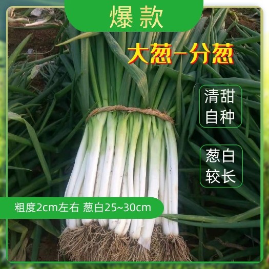 镇平县优质分葱主产区，全国供货，全年有货，欢迎全国各地来参观订购。
