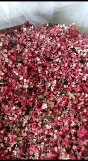 岐山县麻椒 陕西省宝鸡市岐山县 一级 干花椒