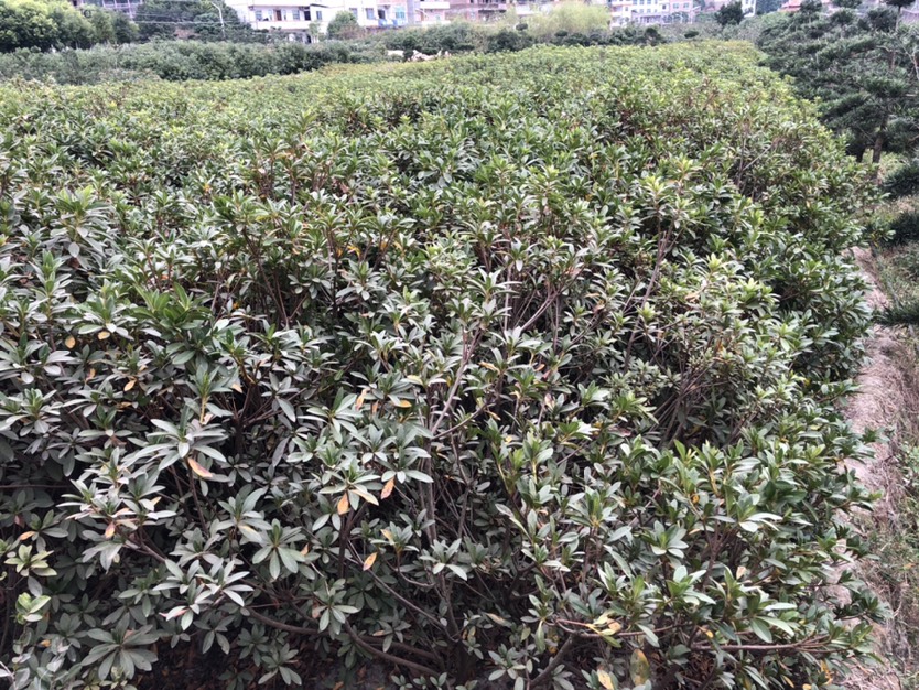  毛杜鹃工程苗处理 高度70.80.冠幅50.60毛杜鹃树苗