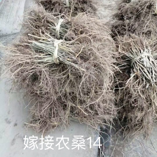 环江县大叶桑苗  嫁接桑苗农桑14号，价格便宜，品质保证。