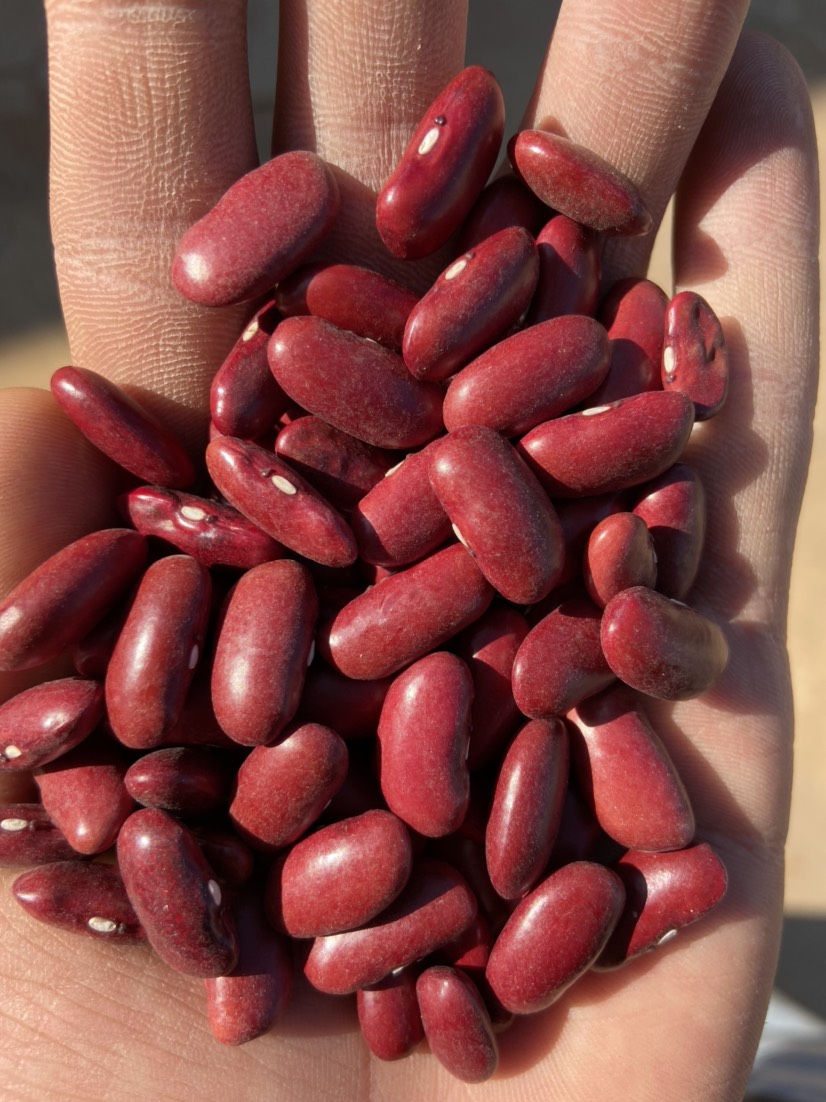 红腰豆  很漂亮的中国红，昆明发货