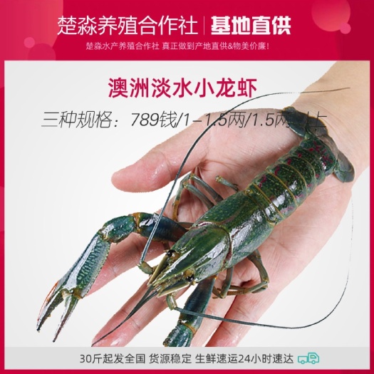 澳洲淡水小龙虾蓝龙虾红螯螯虾小青龙鲜活789/1两以上龙虾