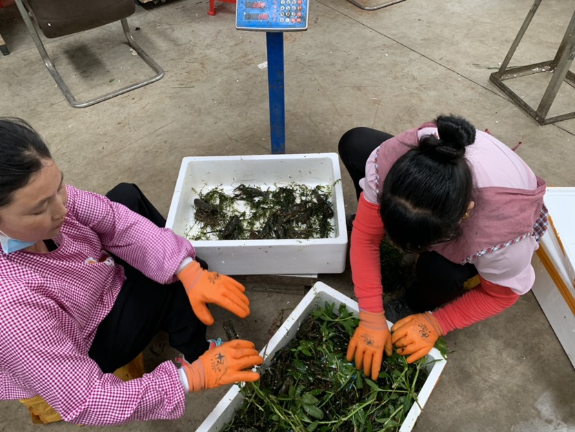 澳洲淡水小龙虾蓝龙虾红螯螯虾小青龙鲜活789/1两以上龙虾
