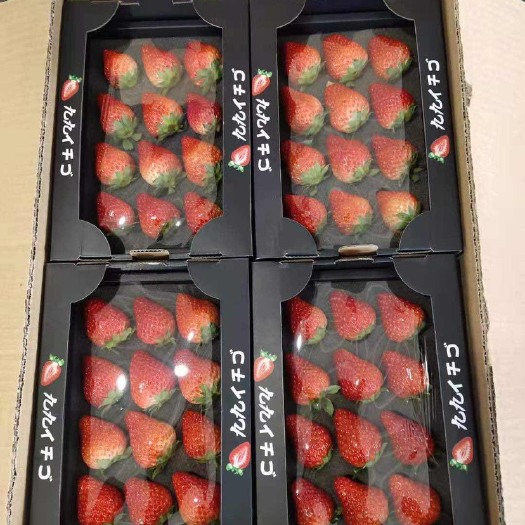 红颜草莓  2024丹东玖玖草莓甄选丹东玖玖草莓地标特产1
