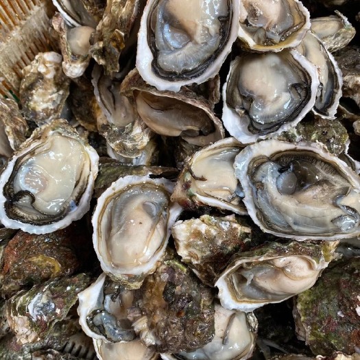 饶平县珍珠蚝 海水 1-2两/只 鲜活水产 