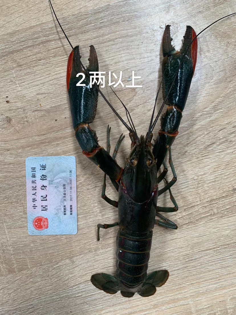 澳洲淡水小龙虾蓝龙虾红螯螯虾小青龙鲜活789/1两以上龙虾