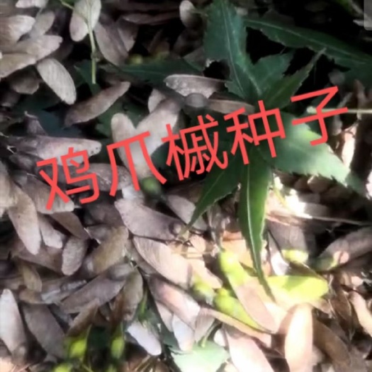 小叶鸡爪槭  鸡爪槭种子如何种植芽率高
