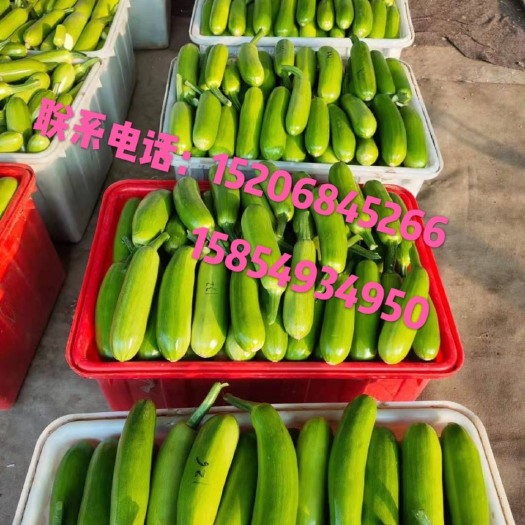 费县山东西葫芦，基地直供，货源充足，欢迎全国各地客户来采购！