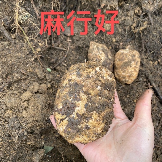彝良县昭通天麻