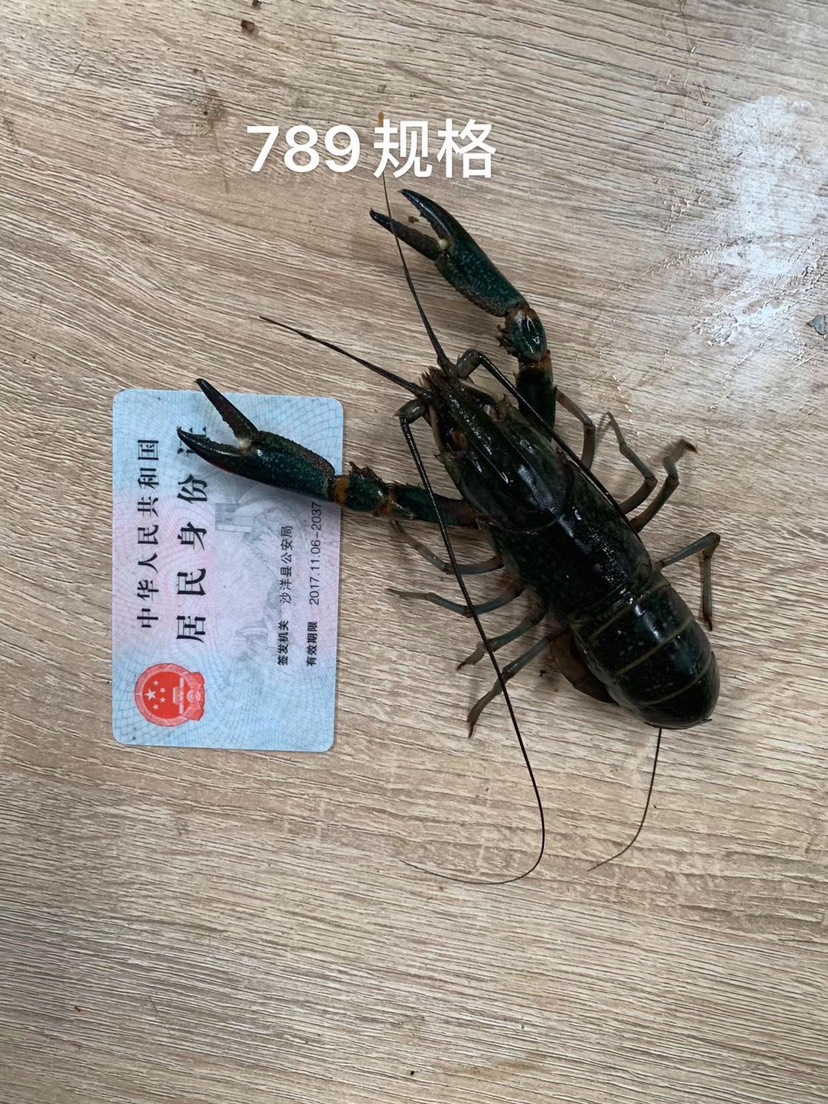 澳洲淡水小龙虾蓝龙虾红螯螯虾小青龙鲜活789/1两以上龙虾