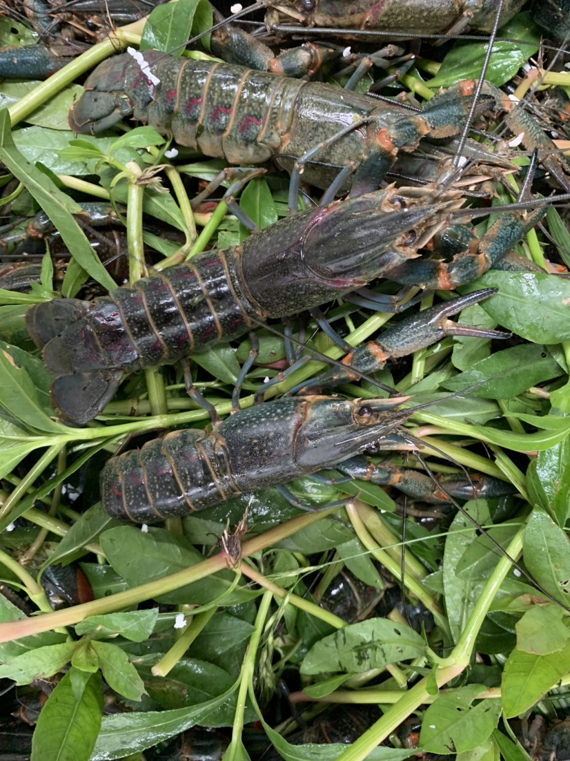 澳洲淡水小龙虾蓝龙虾红螯螯虾小青龙鲜活789/1两以上龙虾