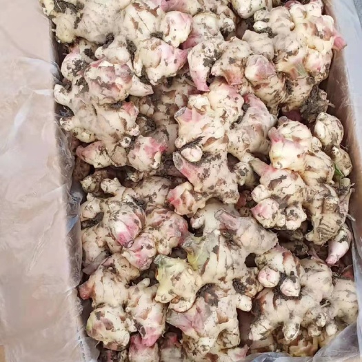 田东县小黄姜 4~6两 带土 