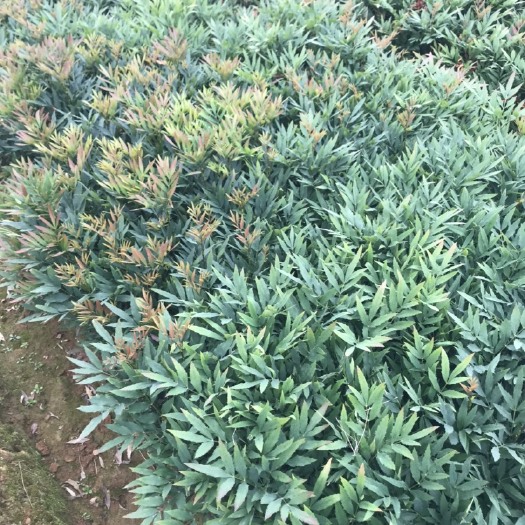 咸宁十大功劳 