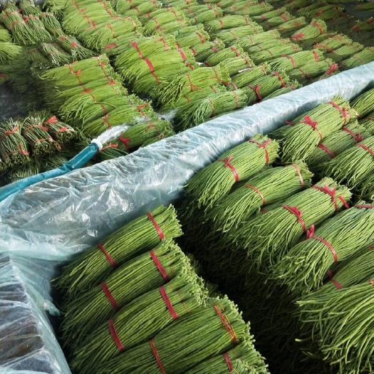 兰陵县长豇豆  精品豆角、产地直销、颜色正、质量好、有需要的联系
