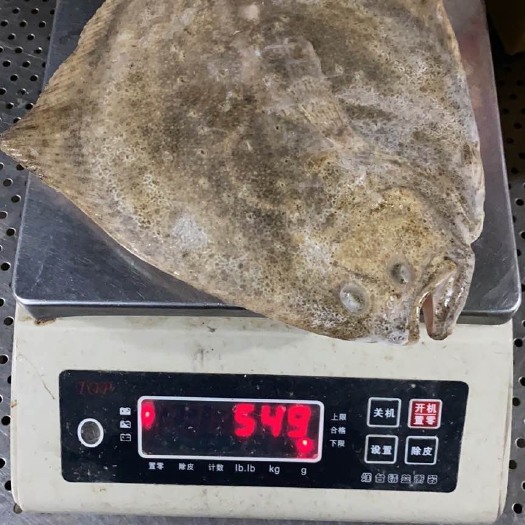昌黎县比目鱼  速冻精品多宝鱼批发 各种规格