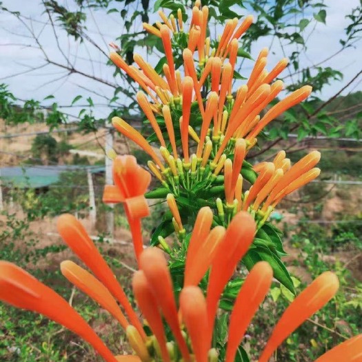 爬藤类炮仗花，适合复绿，山体护坡，墙面，高速等等垂直绿化