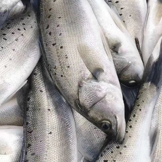 淡水海鲈鱼，塘口直供，钓场专用，质量保证