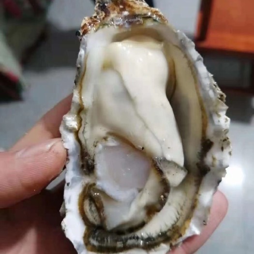 福安市三倍体生蚝  生蚝
