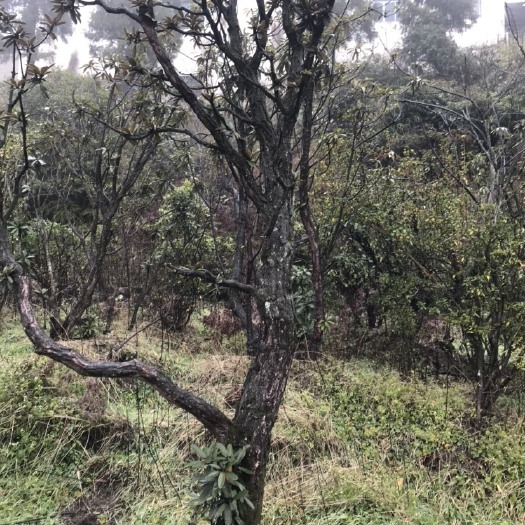 纳雍县国旗红杜鹃  高山杜鹃马缨花
