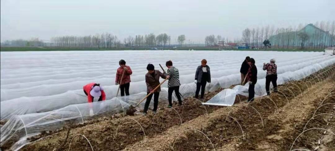 东莞市单体拱棚  小拱棚杆 支撑杆 葡萄避雨棚 西瓜拱棚杆 育苗拱