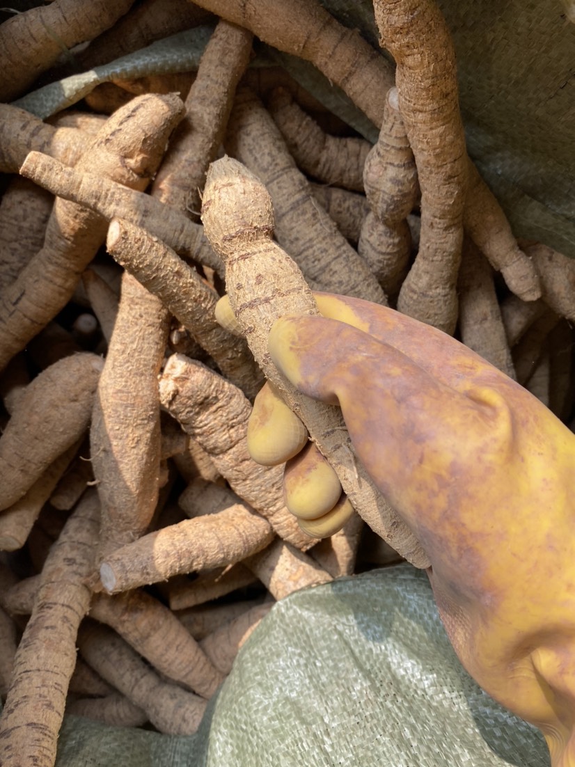 牛大力 新鲜大叶黄皮种植圆牛，质量新鲜，规格齐全