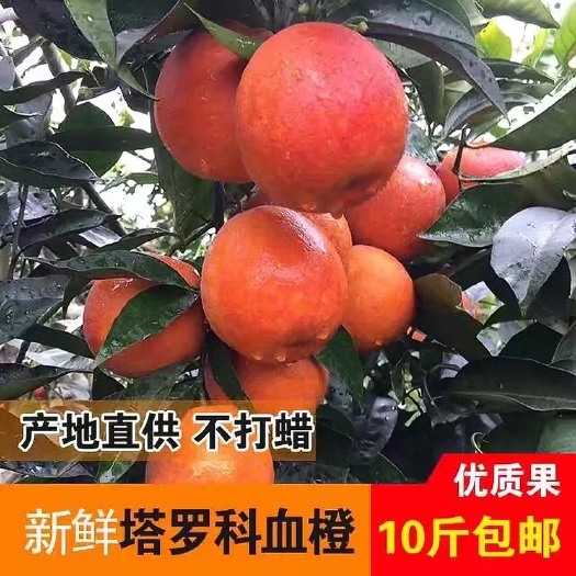 自贡塔罗科血橙 血橙  个大，味美，自产自销