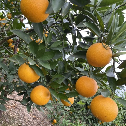 永福县蜜香橙 密香橙