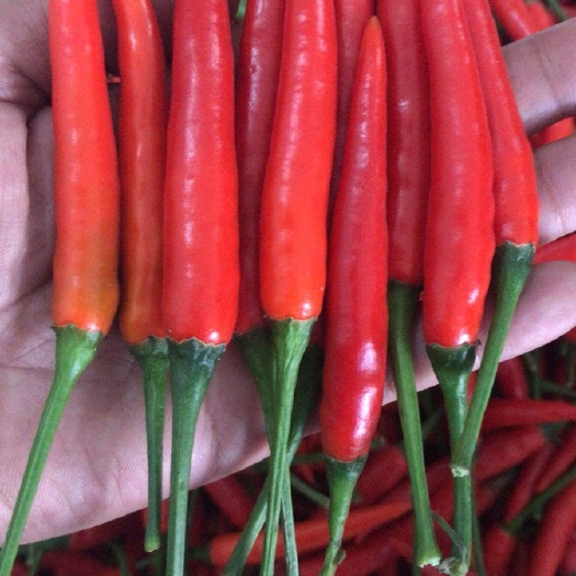 阳江小米椒