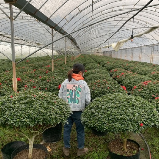 杜鹃花 玫红 小桃红 樱桃红 西玛 西洋杜鹃基地直销质量保证