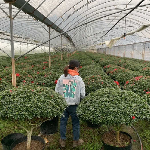 漳平市杜鹃花 玫红 小桃红 樱桃红 西玛 西洋杜鹃基地直销质量保证
