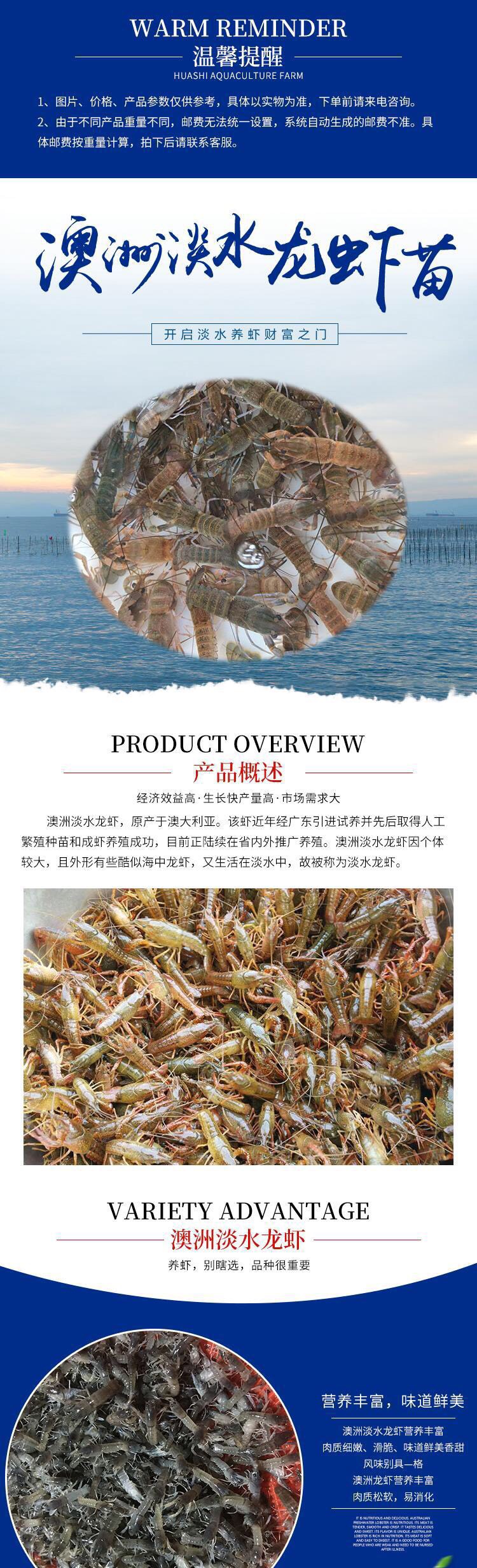 澳洲淡水龙虾苗/澳龙苗/红螯螯虾苗/澳洲龙虾苗/苗场提供养殖