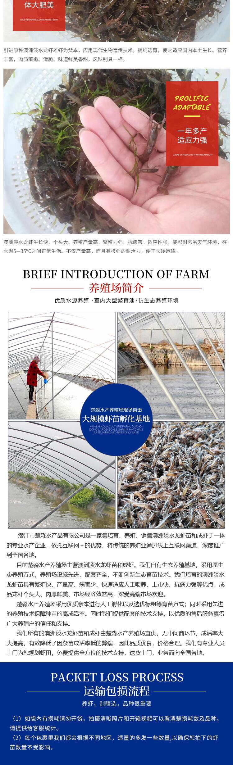 澳洲淡水龙虾苗/澳龙苗/红螯螯虾苗/澳洲龙虾苗/苗场提供养殖
