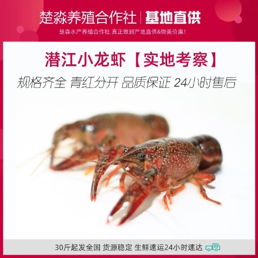 潜江市湖北潜江小龙虾鲜活清水活虾硬规格活体青虾红虾养殖基地批发直销