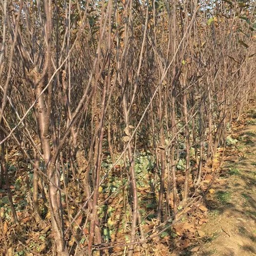 辛集市红富士苹果苗  出售地径2公分以上烟富系列苹果苗几万颗