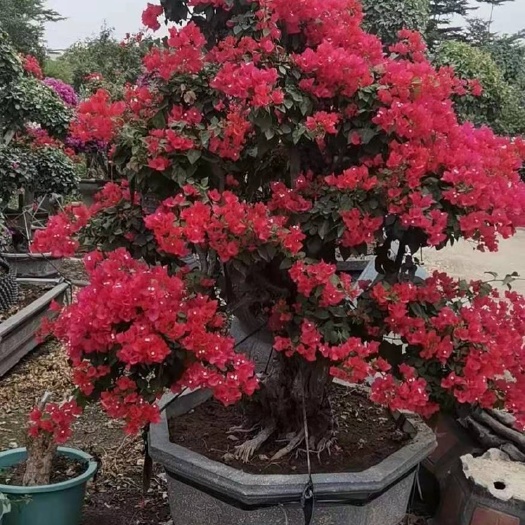 漳州四季红三角梅桩头盆景 种植基地直销批发价格