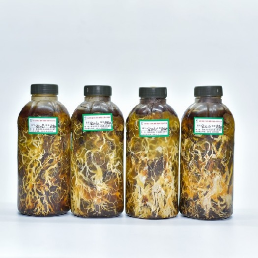 洋县天麻蜜环菌种  优质蜜环菌枝条栽培种