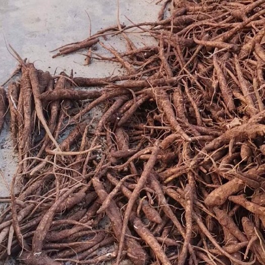 永胜县云当归  云南丽江红土地鲜当归；甜当归大量现货上市；欢迎各位老板来洽谈